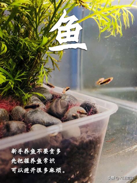 一尺魚缸養多少魚|選擇魚缸 